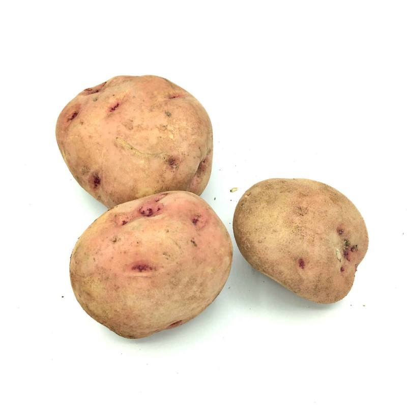 patata roja